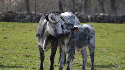Bull breeding, fighting bull Madrid