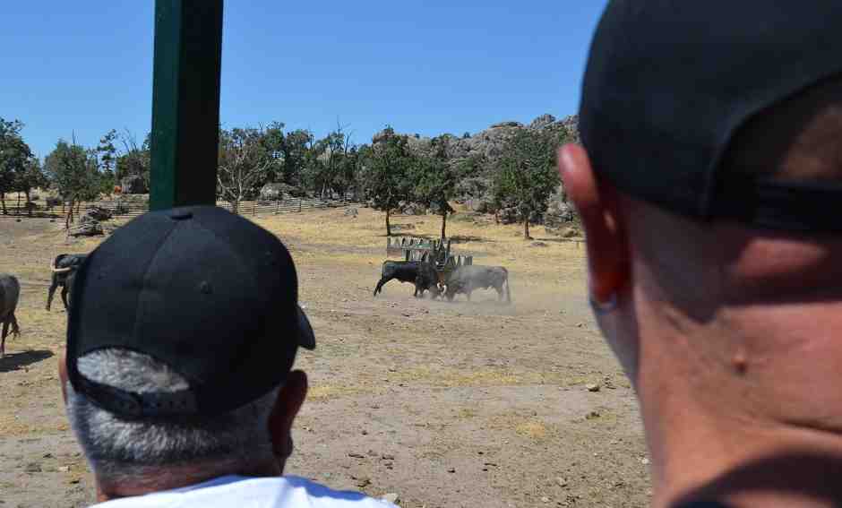 Bullfighting