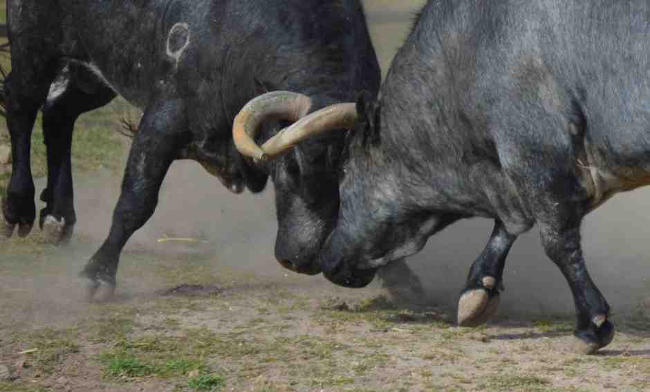Farm bull Tour